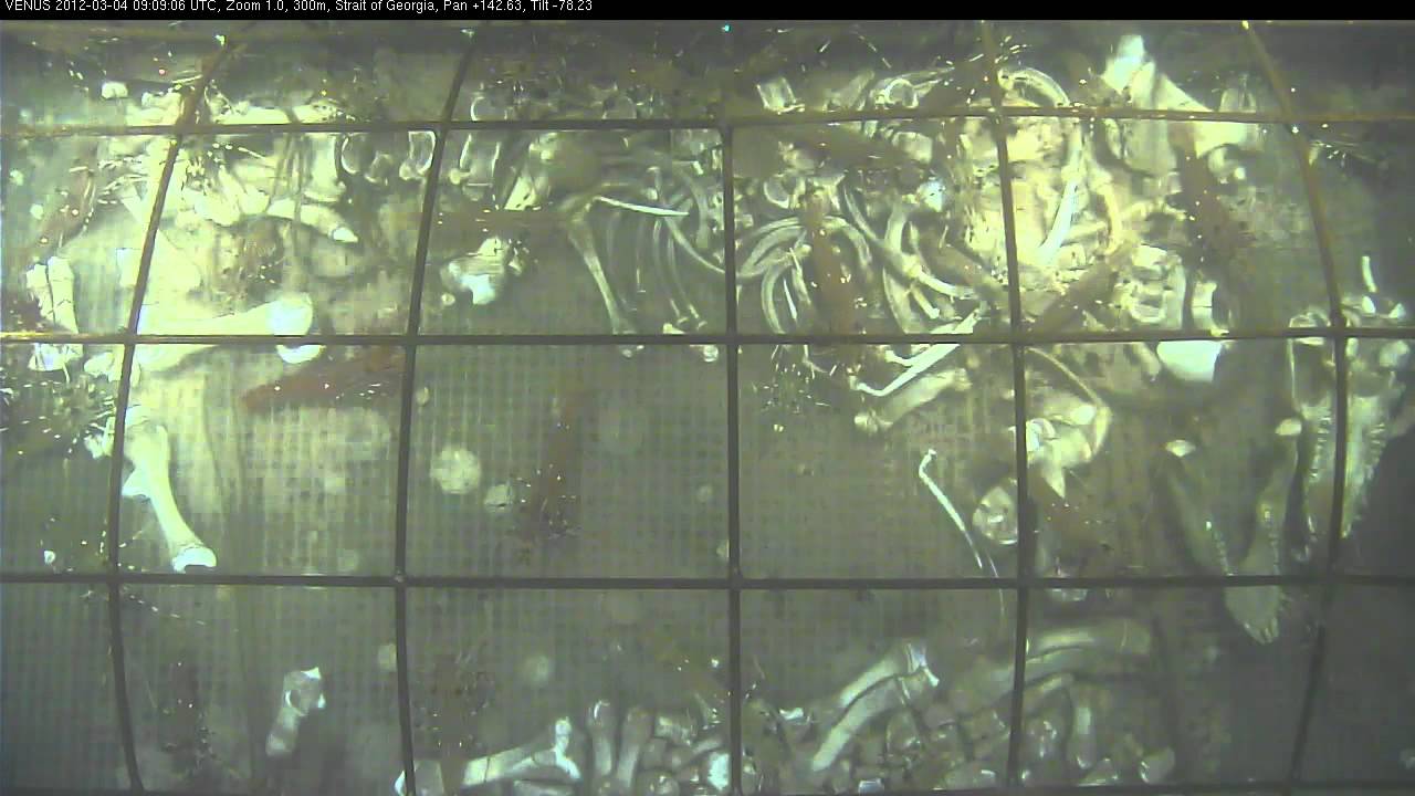 Caged pig. Forensic experiment in the ocean.