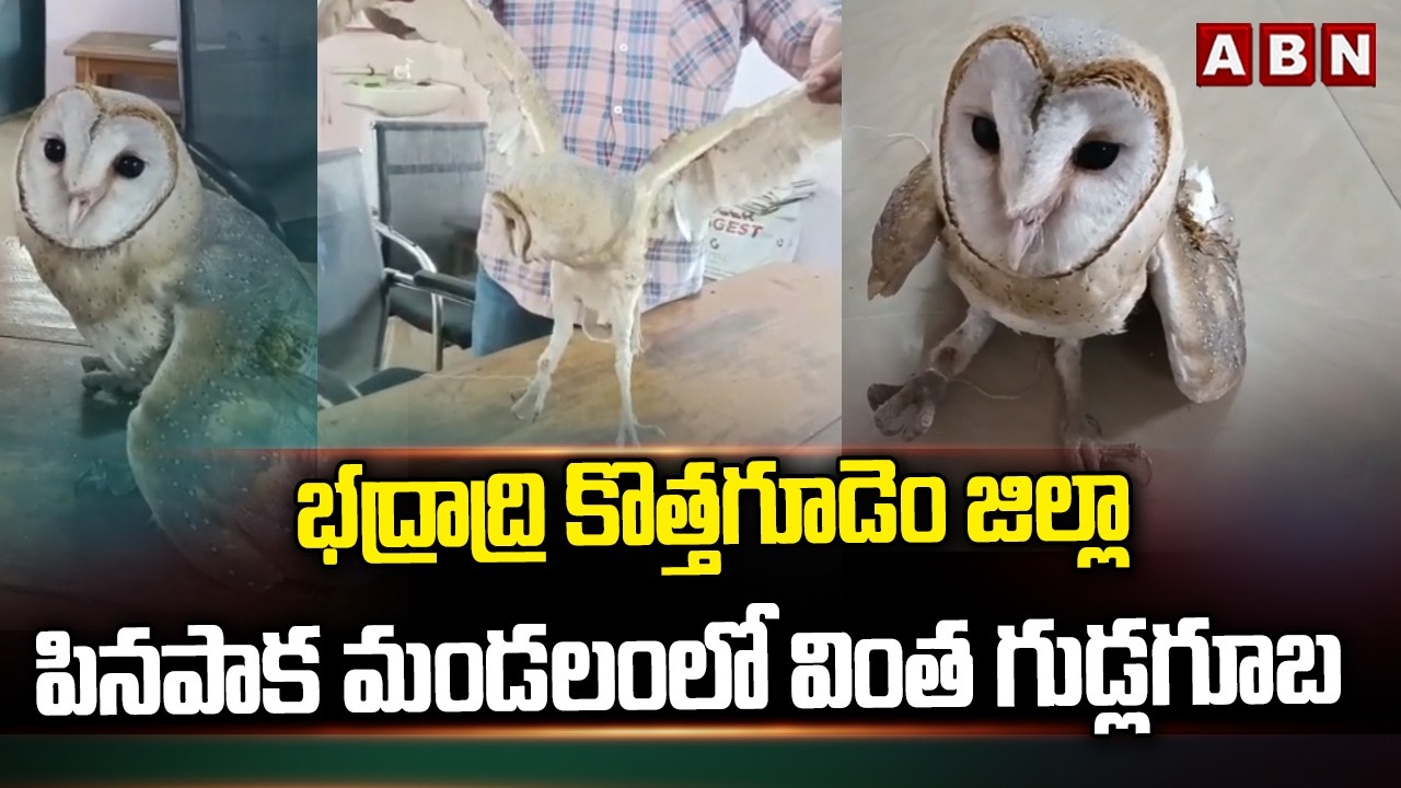 భద్రాద్రి కొత్తగూడెం జిల్లా పినపాక మండలంలో వింత గుడ్లగూబstrange owl in Bhadradri Kothagudem district