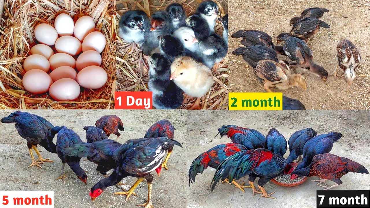 Murgi ko andon per bithane se lekar || vahi chicks adult hone tak dekhen