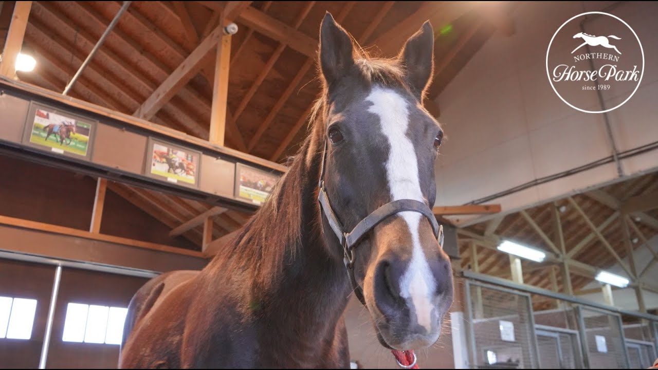 トゥザヴィクトリー、ビワハイジ、アゼリに会ってきました　Visiting Lead Horses:To The Victory, Biwa Heidi and Azeri