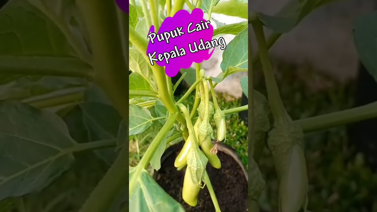 Pupuk Anti Rontok, 100% jadi Buah #shorts