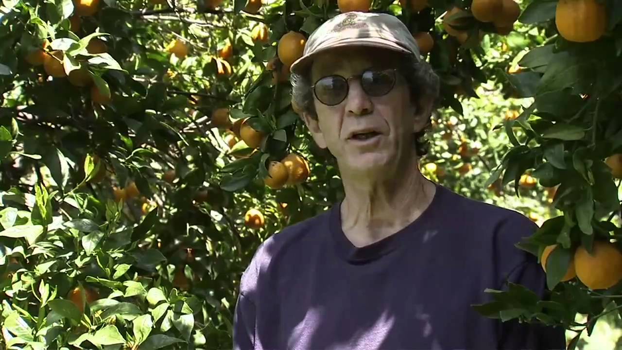 Ojai, California Pixie Tangerines