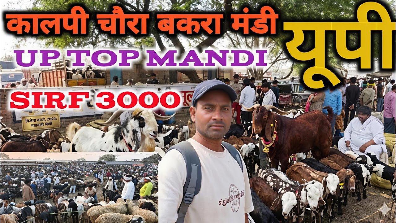 कालपी चौरा बकरा मंडी |10/03/2026 Live update Kalpi Bakra Mandi Uttar Pradesh #bakramandi #goat