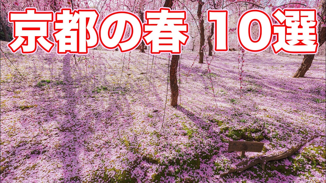 【京都の春】梅と早咲きの河津桜 名所10選 2026年版 | 東寺・城南宮・淀水路など