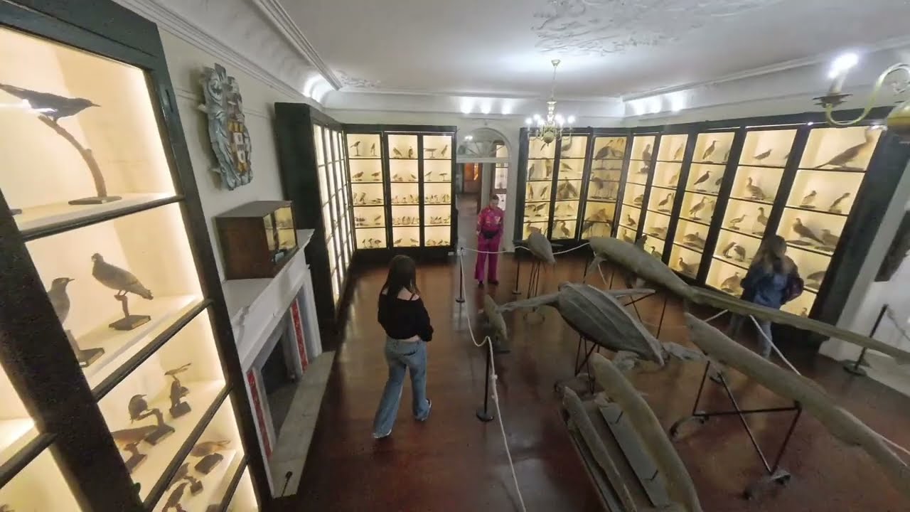 🌿 Il museo segreto di Funchal che pochi visitano: natura, animali e rocce incredibili! 🦋🪨