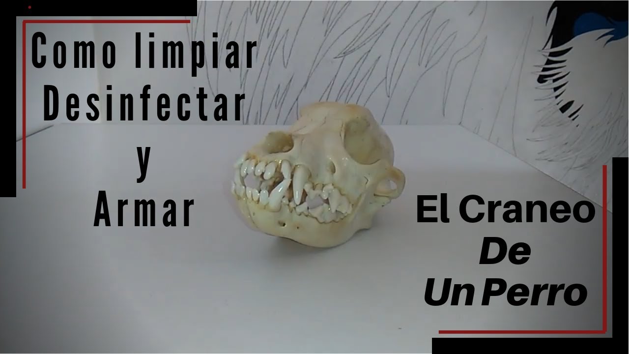 Como limpiar y blanquear el craneo de cualquier animal.