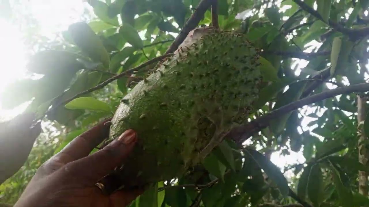 belle parcelle à vendre dans la c/de maluku balimo marché 19m/40m 5000$ à discuter+243810217497