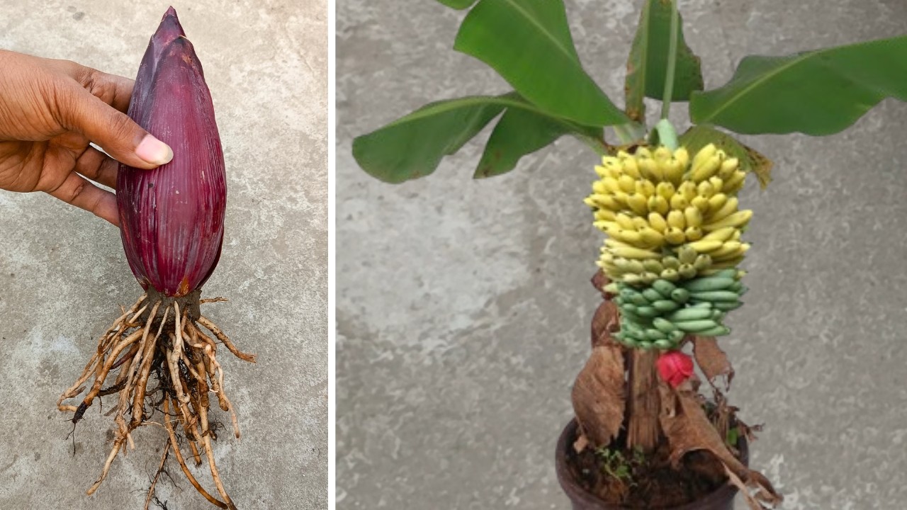 How to grow banana tree from Banana Flower for beginners - DIY Garden Channel