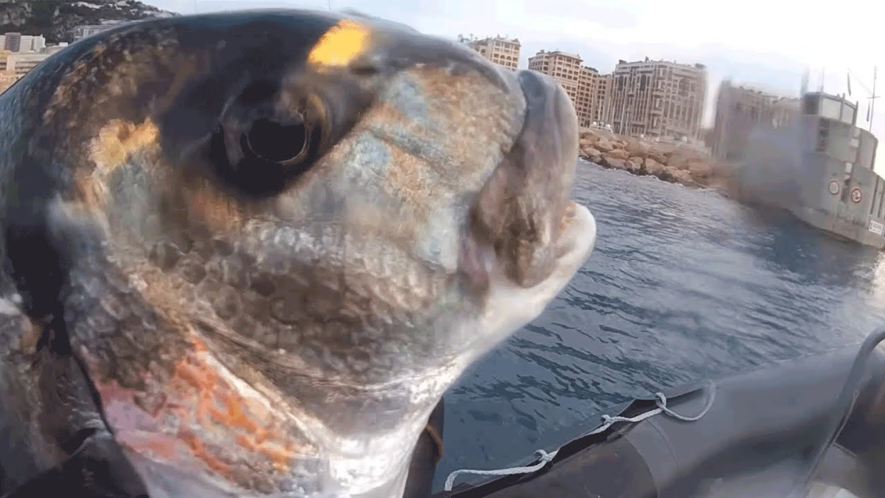 Chasse sous marine - Dorade Royale XXL - Mediterrann&eacute;e