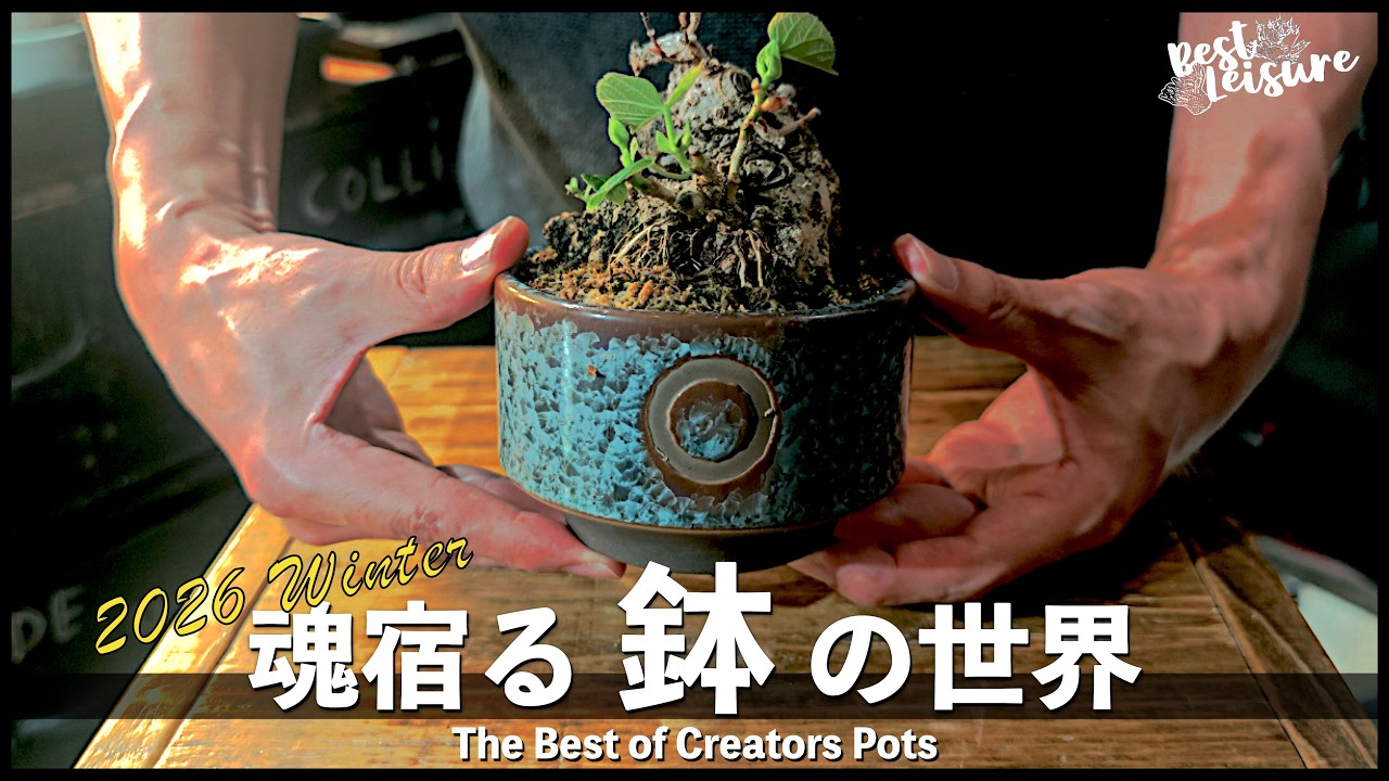僕の好きな陶器鉢/作家鉢と仕立ての魅力｜N/OH｜たけろうポット｜カタチ製作所｜Goujin Pot｜ハビタットスタイル｜｜植え替え｜