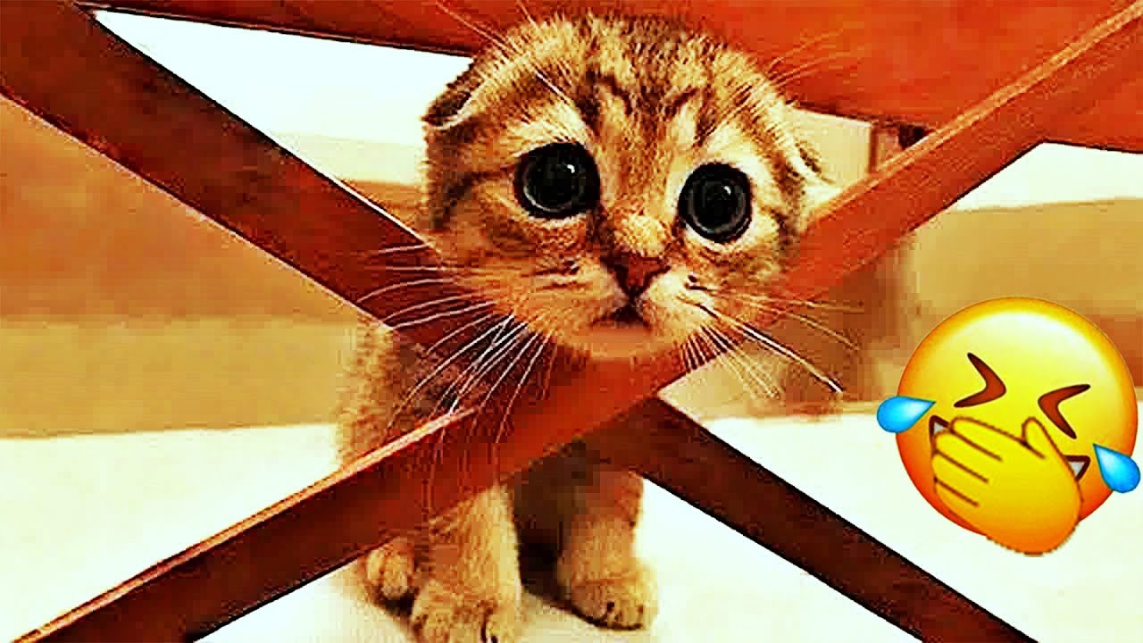 𝐘𝐨𝐮 𝐋𝐚𝐮𝐠𝐡 𝐘𝐨𝐮 𝐋𝐨𝐬𝐞 😂🙀😻𝐅𝐮𝐧𝐧𝐢𝐞𝐬𝐭 𝐃𝐨𝐠𝐬 𝐚𝐧𝐝 𝐂𝐚𝐭𝐬 𝟐𝟎𝟐𝟓🥰