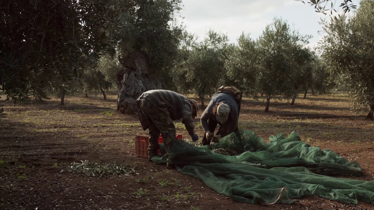 Frantoio Raguso - Olio Extravergine d'Oliva 100% Italiano dal 1894