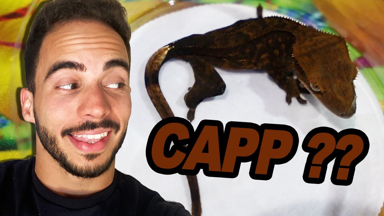 I Bought a Cappuccino Crested Gecko at a Reptile Show!