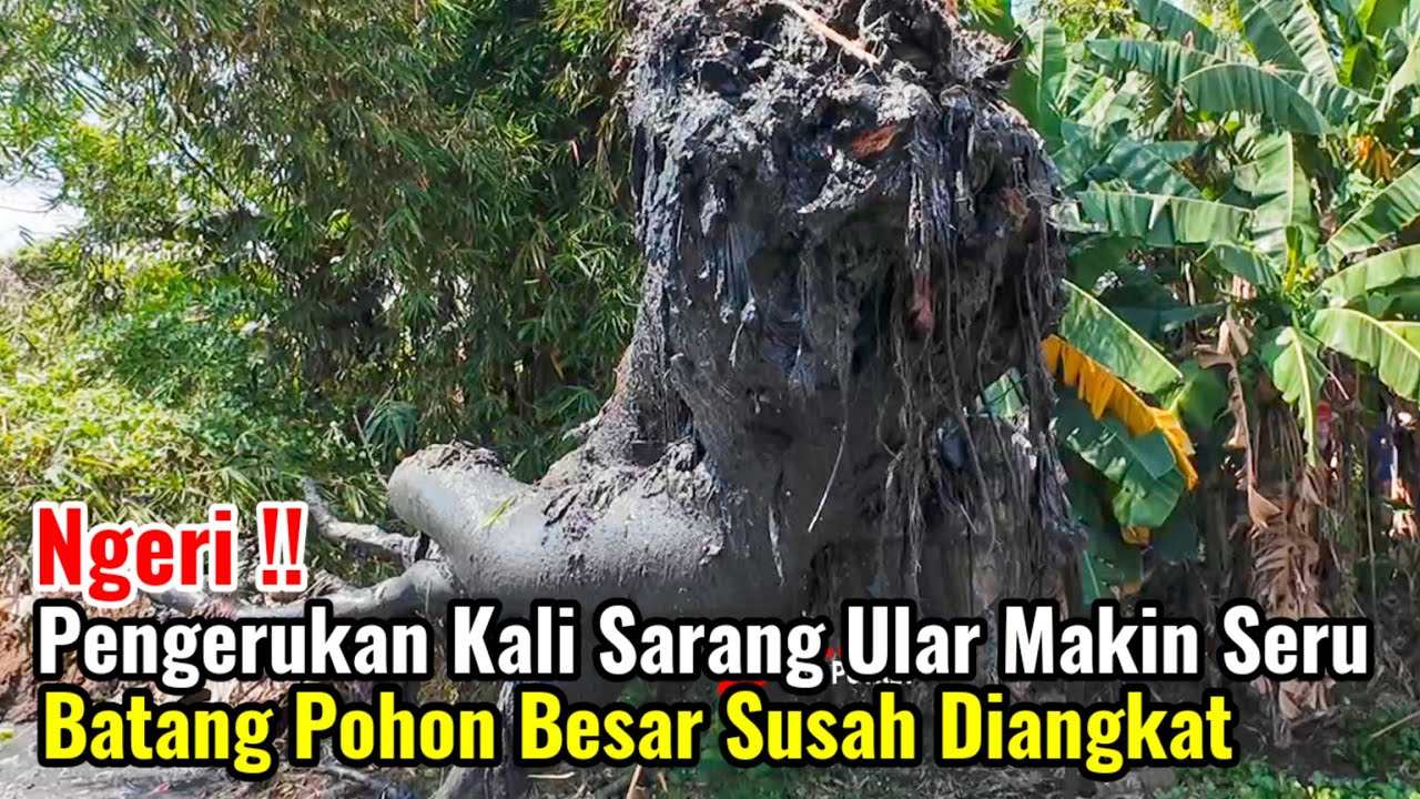 Ngeri‼️Pengerukan Kali Sarang Ular Makin Seru Batang Pohon Besar Susah Diangkat