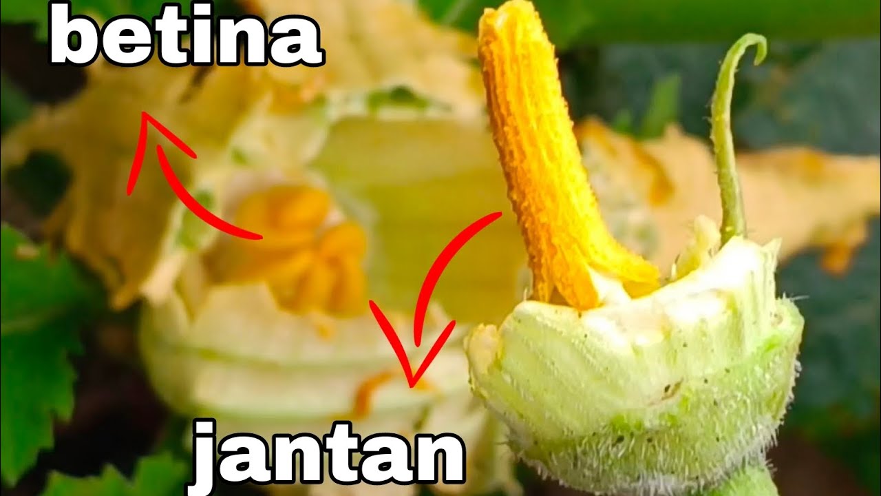 Cara Membedakan Bunga Jantan & Betina, dan Cara Mengawinkan (Bunga Labu)
