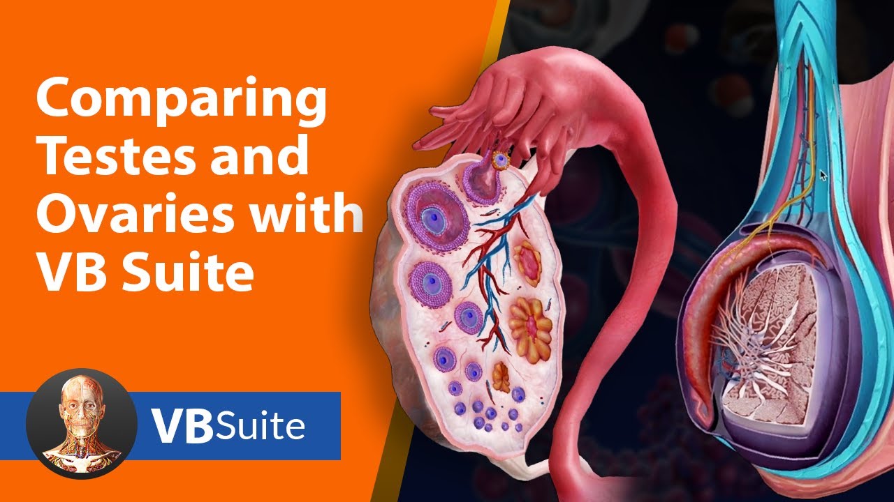 Comparing Testes and Ovaries in Visible Body Suite