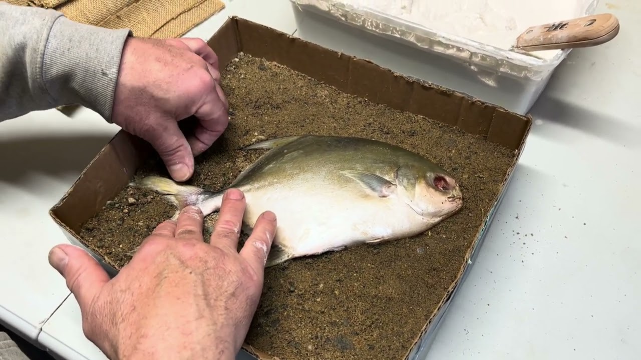 Taxidermy Golden Pompano Ocean Fish Part 1 Making the Mold
