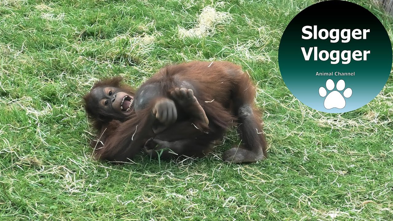 Protective Orangutan Mother Pushes Brother Of Her Little Girl