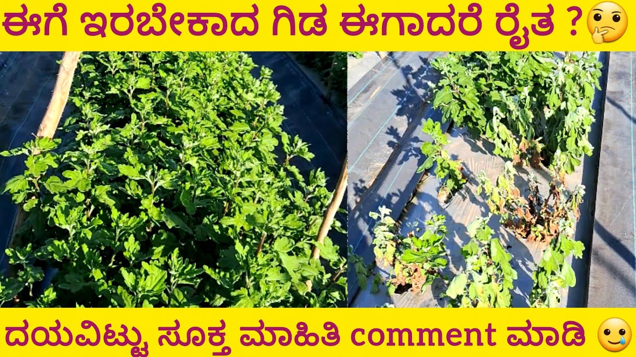 ಸೆಂಟ್ ಎಲ್ಲೋ ಸೇವಂತಿಗೆಗೆ ಕಾಡುವ ತೊಂದರೆಗೆ ಸೂಕ್ತ ಪರಿಹಾರ ಏನು ಗೊತ್ತಿರುವ ರೈತರು comment ಮಾಡಿ | fusarium wilt