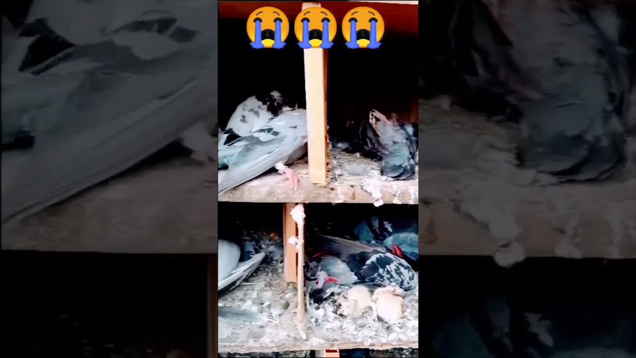 new pegion video roller pegion video 😭😭😭 #pegion #viral #shortvideo