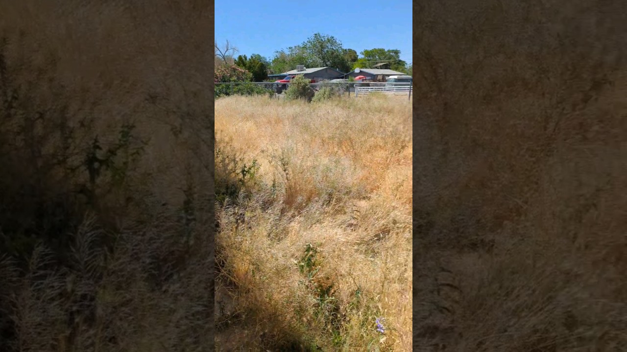 over grown grass try over grown weeds from the desert 🏝️