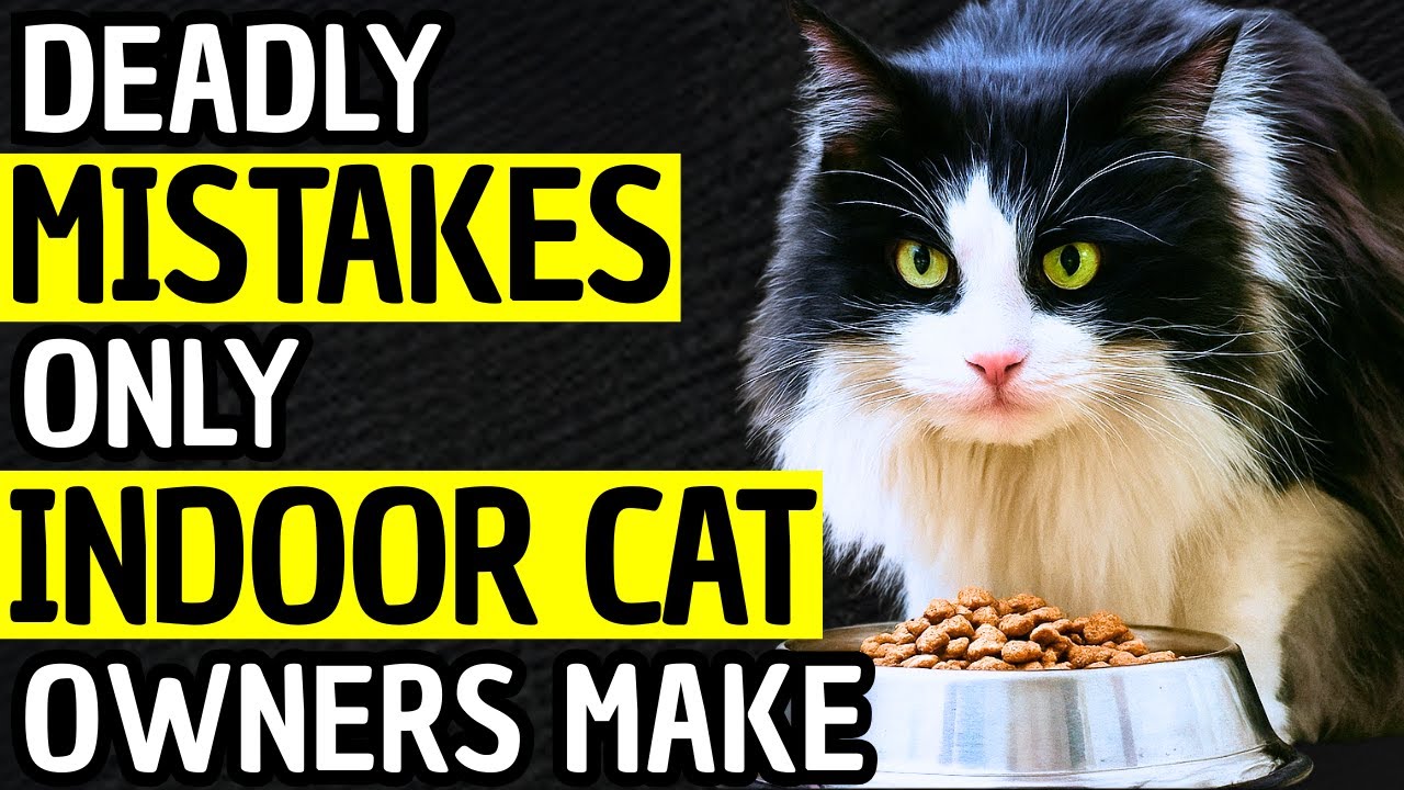 If You&rsquo;re an Indoor Cat Owner, These MISTAKES Could Be Deadly