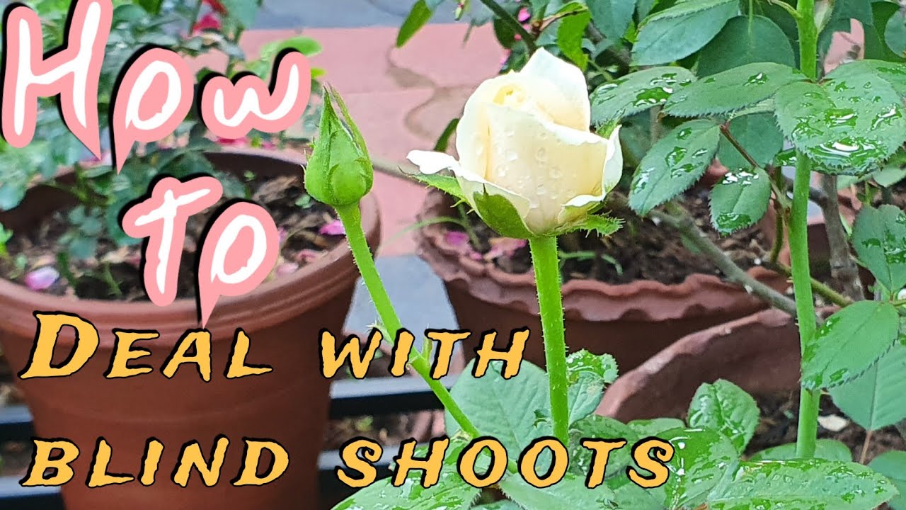 Rose - What is a blind shoot?