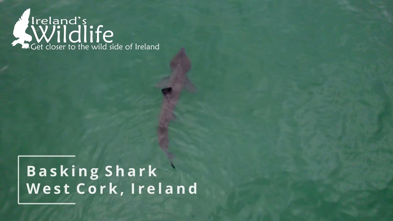 Basking shark off West Cork, Ireland