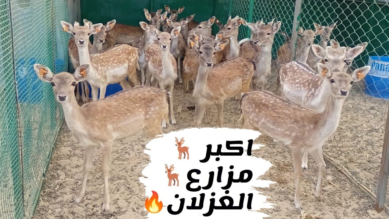 مزرعة أ / محمد قنديل للغزلان الاوروبى والنعام والماعز القبرصى بالاسعاار وارقام التليفون