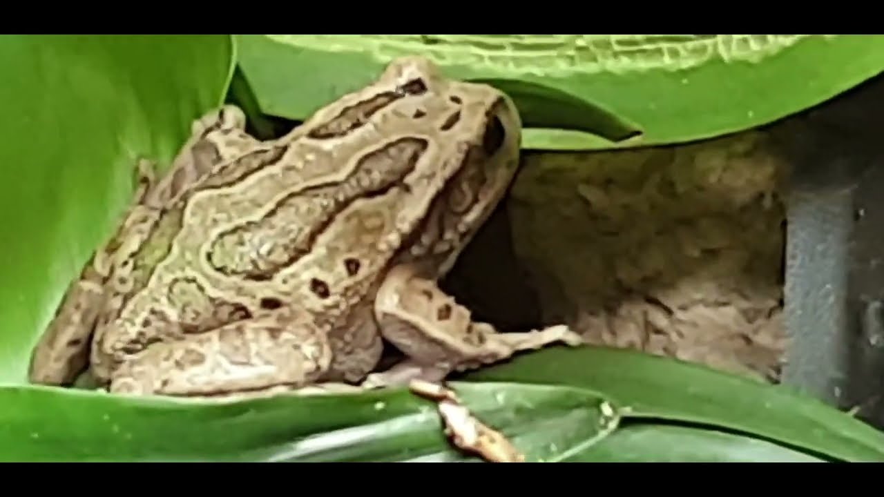 RARE TREE FROGS