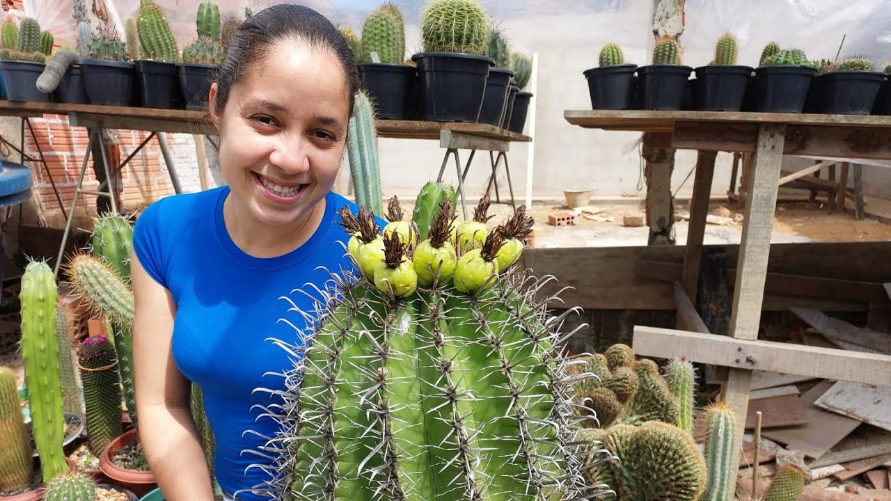 Conheça nosso CACTO/Ferocactus Horridus🌵#cactos #cactocomflor