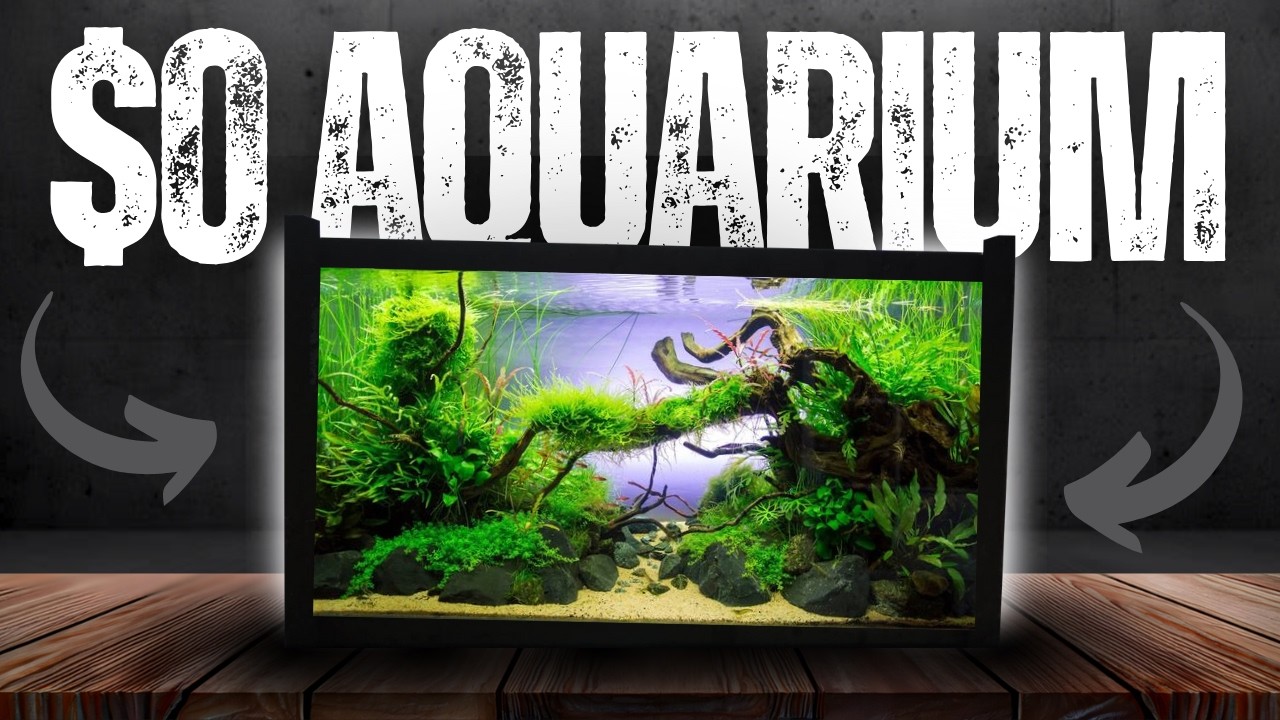 Обустройство аквариума с нулевым бюджетом | Возможно ли это?