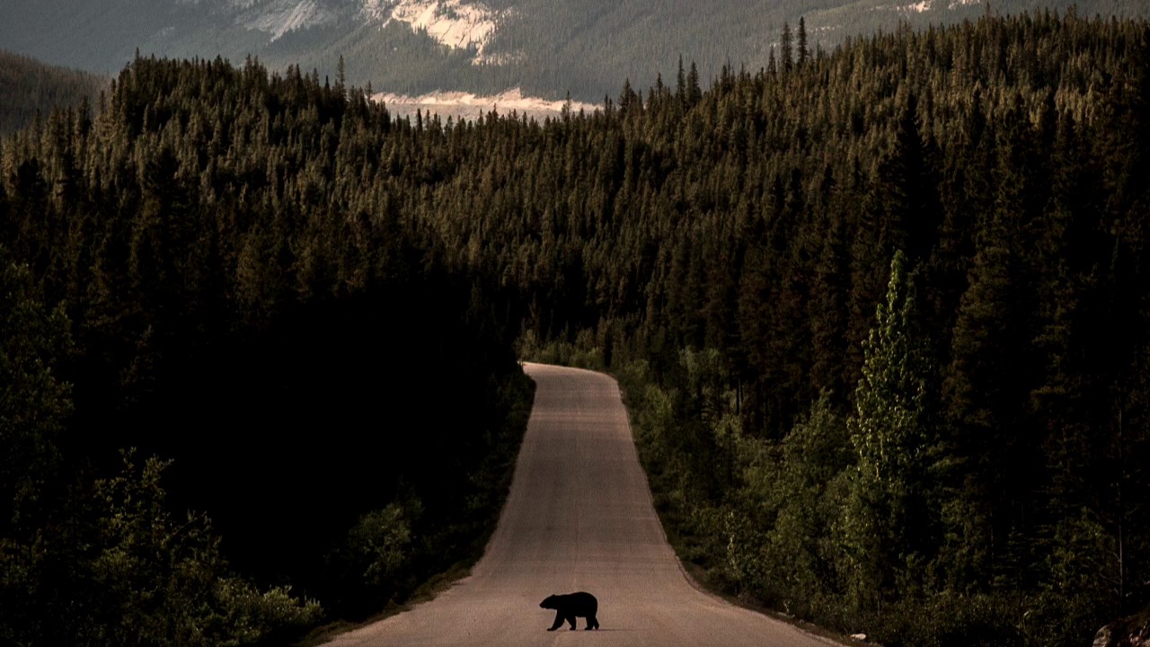are you thinking of me - Timothy Seth Avett As Darling