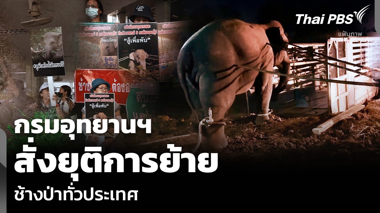 กรมอุทยานฯ สั่งยุติการย้าย ช้างป่าทั่วประเทศ | ข่าวค่ำ | 21 ก.พ. 69