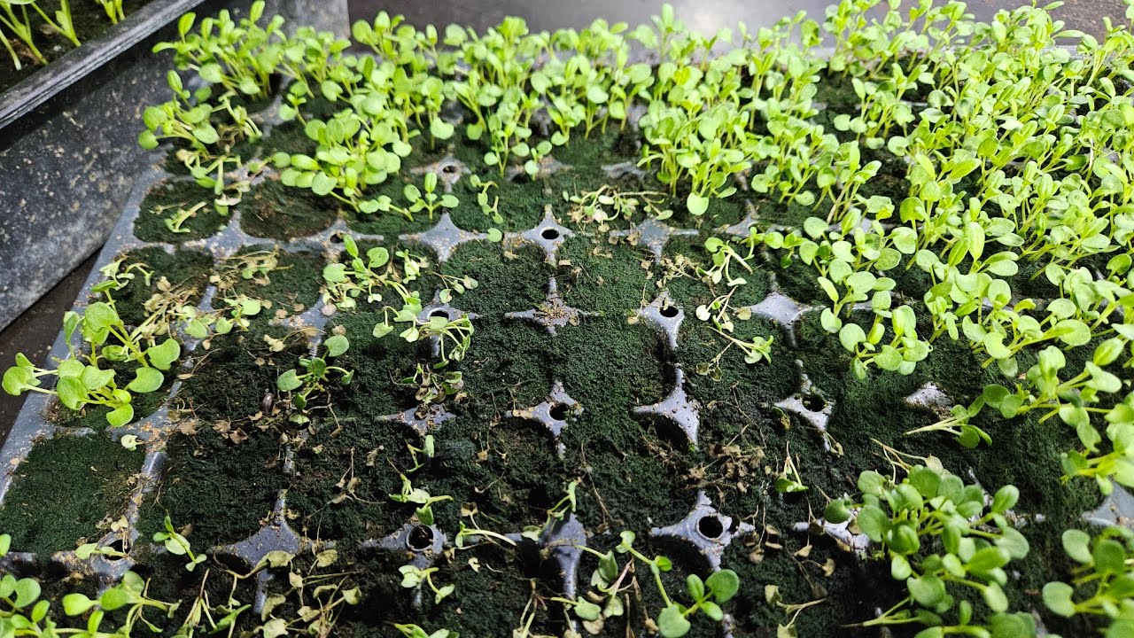 Cum tratăm căderea plăntuțelor? 