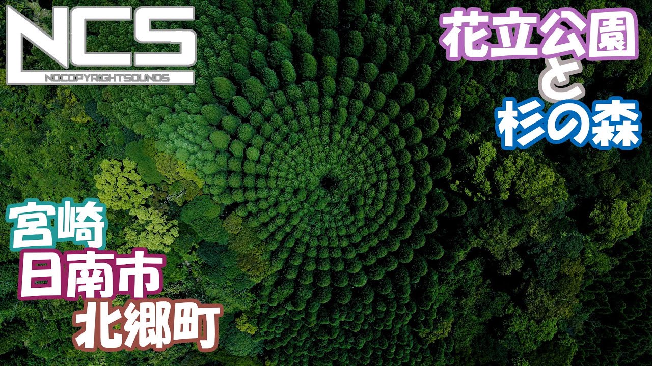 空撮　日南市　花立公園と？　葉下で来年に備える蕾と森のミステリー