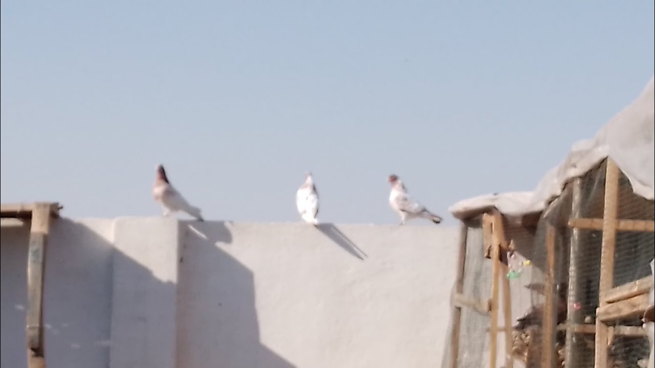صيد 1 فتحت الطيرة البصفر الجديدة