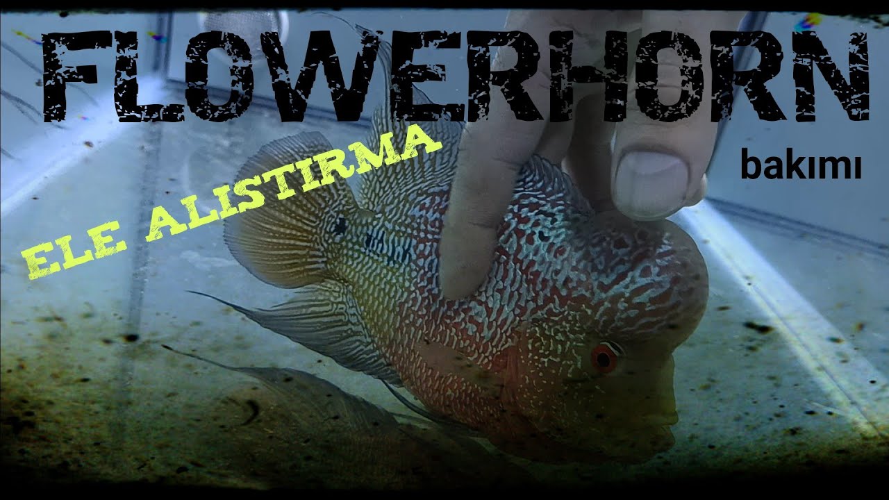 DÜNYANIN EN ZEKİ BALIĞI ! #flowerhorn #akvaryum #köpekbalığı #diskus #tropheus #lepistes #yeni
