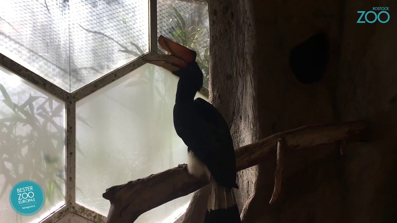 Zootier der Woche - Rhinozeroshornvogel (Buceros rhinoceros silvestris)