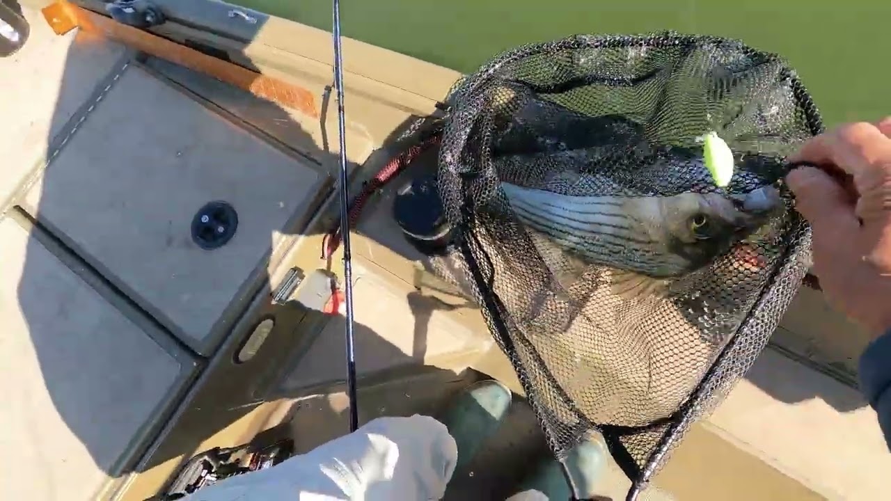 Ted and Mike Livescoping Hybrids   White Bass   Black Bass and Crappie on Lake Waco Feb 12 2026