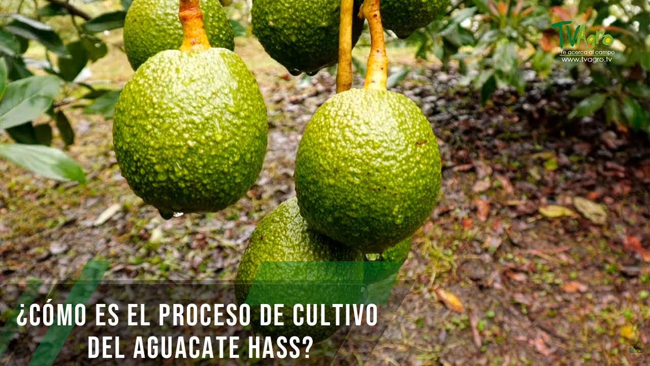 Cómo es el proceso de cultivo del aguacate Hass - TvAgro por Juan Gonzalo Angel Restrepo