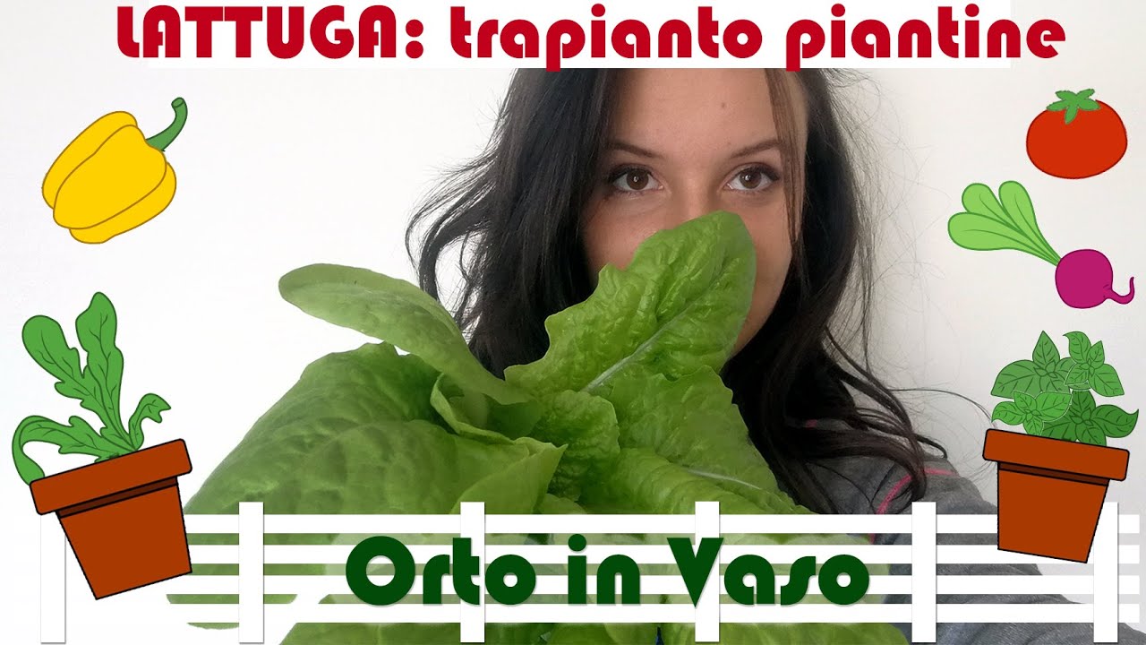 Orto in Vaso: Lattuga