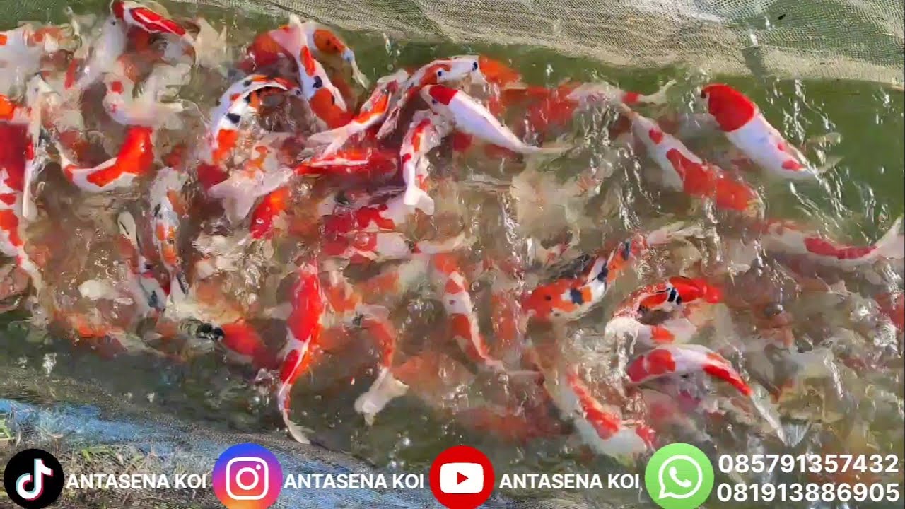 😱 VIRAL‼️ PANEN KOI KOHAKU, SANKE & DOITSU SUPER MERAH 🔥 LANGSUNG DARI PETANI BLITAR