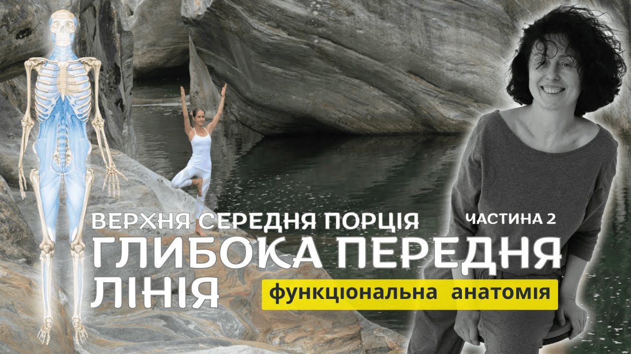 Діафрагма | Функціональна анатомія | Анатомічні Поїзди