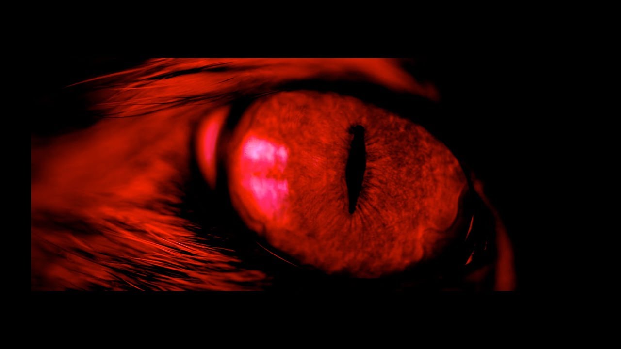 Don Fuego feat. Xen - 