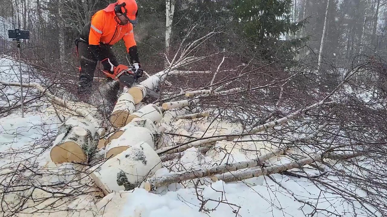 Koivun karsimista ja pätkimistä lumisateessa. Husqvarna 545 mark II