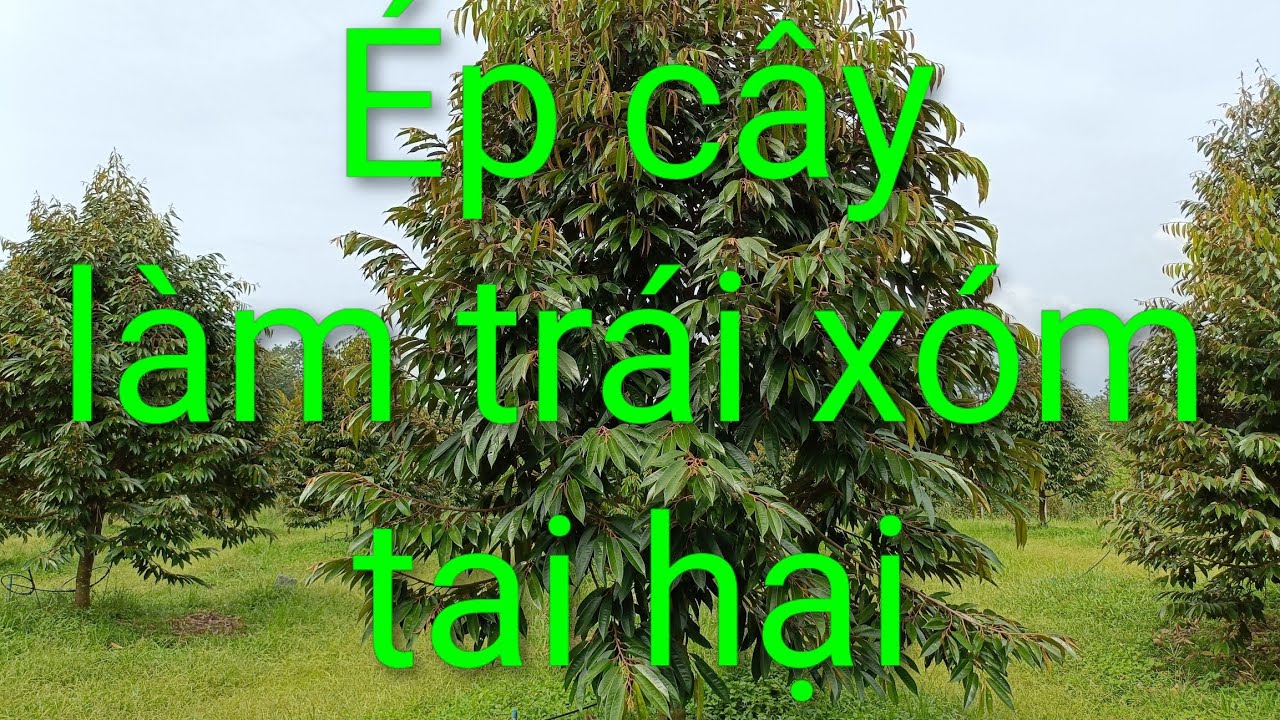 Cây sr tán lá quá nhỏ.có làm trái cũng không ăn thua gì. Út hiền 0978603449