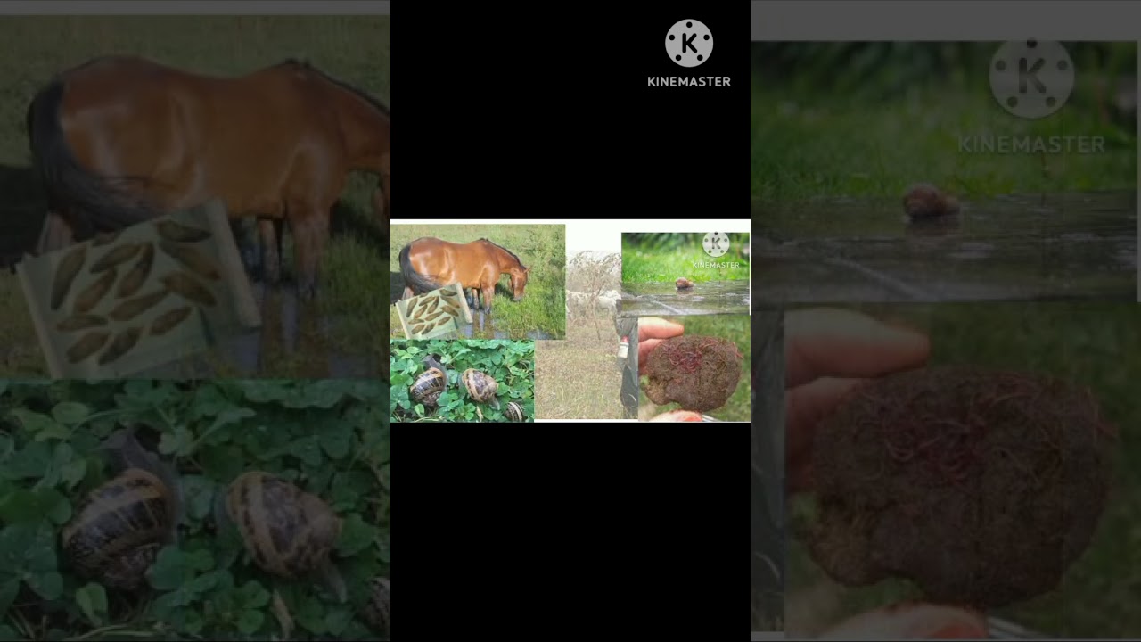 Les parasites internes comment s'en d&eacute;barrasser Partie 10 #cow ;les douves