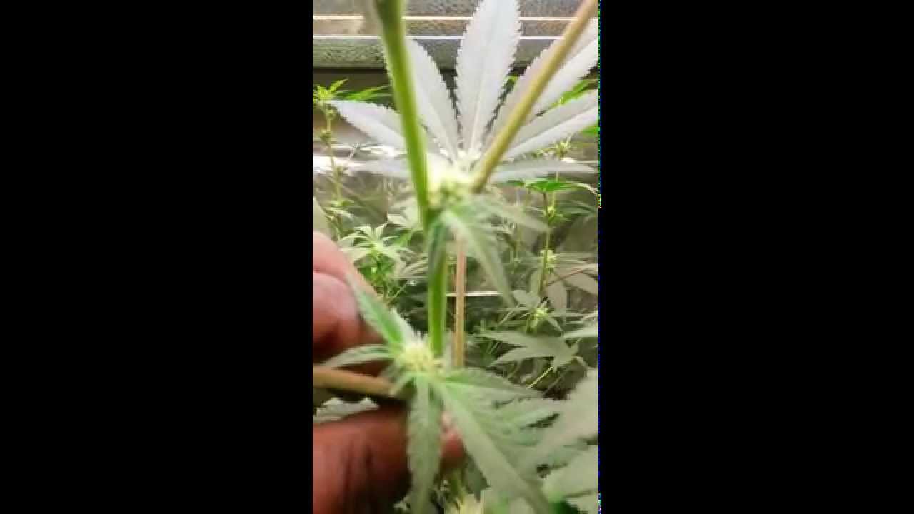 T5 grow UPDATE