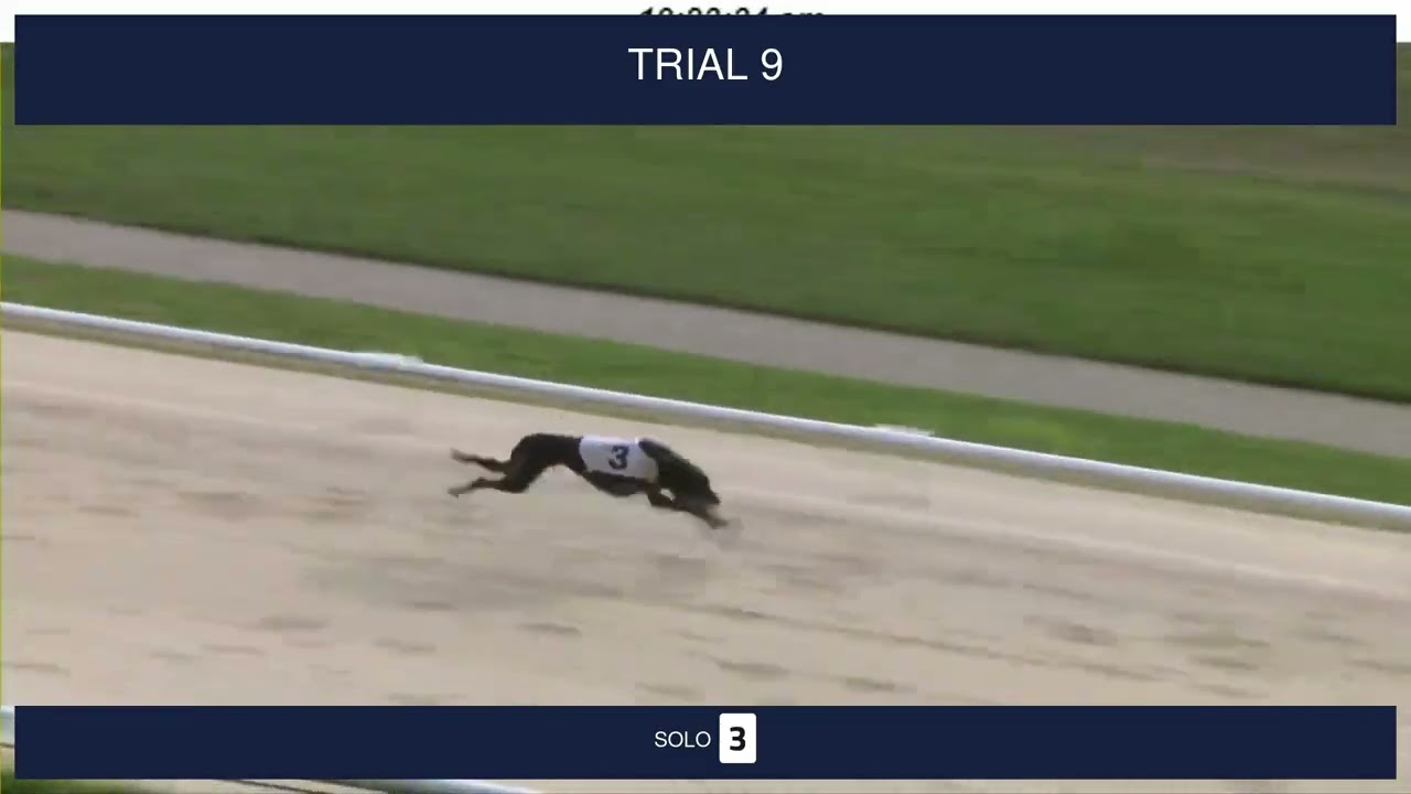 Central Park Trials on 20th February 2026